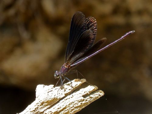 black dragonfly damselfly wetland