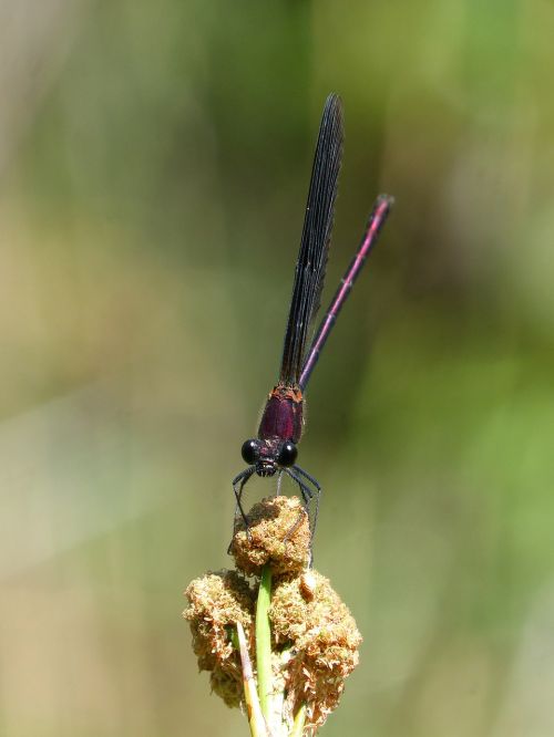 black dragonfly calopteryx haemorrhoidalis junco