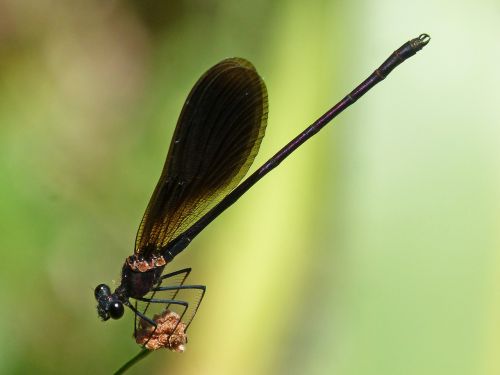 black dragonfly calopteryx haemorrhoidalis junco