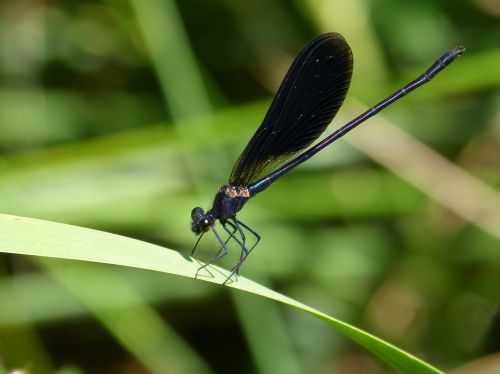 black dragonfly damselfly leaf