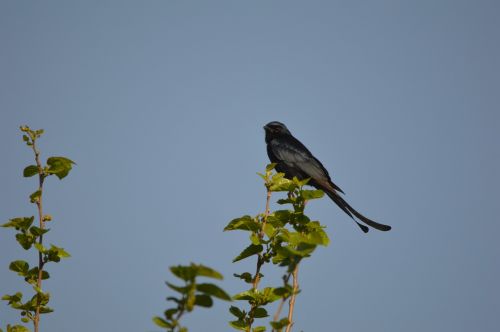 black drongo bird india