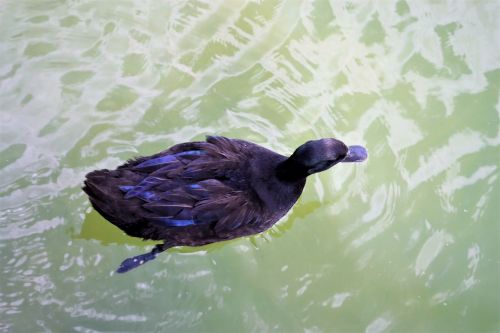 black duck pond fiver