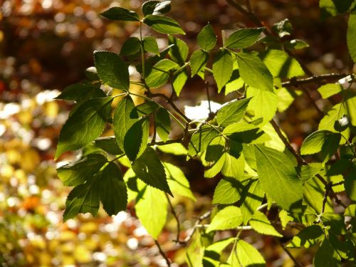 black elderberry elder leaf sambucus nigra