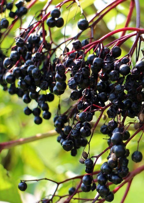 black elderberry sambucus nigra holder bush