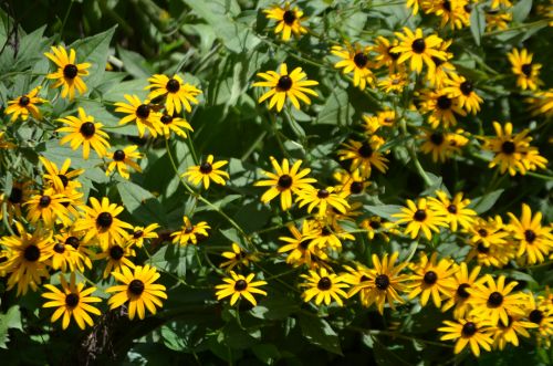 Black Eyed Susan