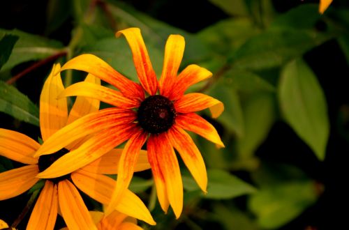 Black Eyed Susan