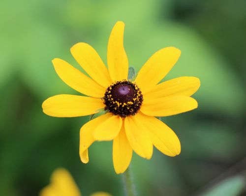 black-eyed-susan flower yellow