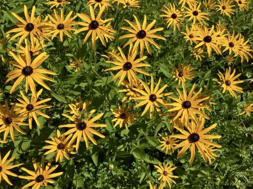 black-eyed susan flower yellow