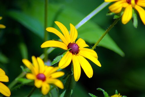 black-eyed susan  black-eyed  susan