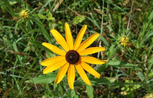 black eyed susan yellow daisy floral