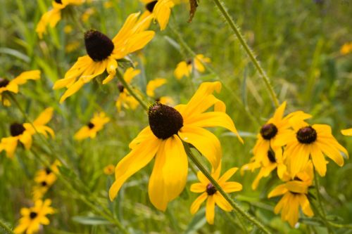 Black Eyed Susan Flowers