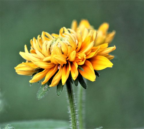 Black-eyed Susan In Bloom