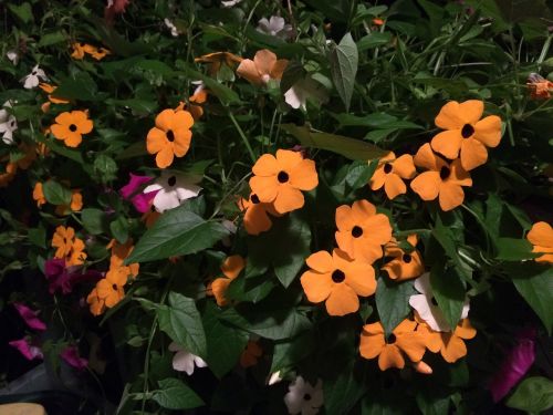 black eyed susan vine orange flowers garden