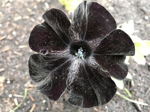 black flower petunia black