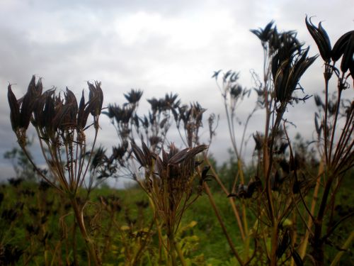 Black Flowers