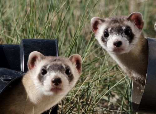 black footed ferrets looking two