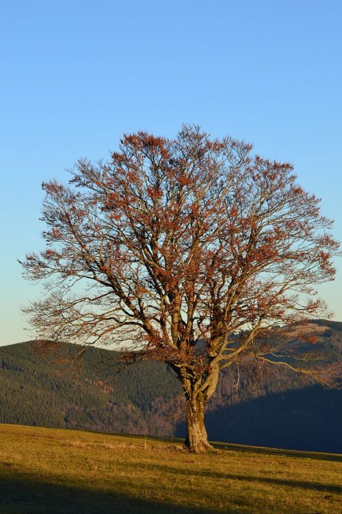 black forest freiburg schauinsland