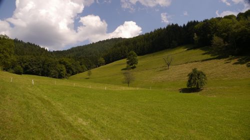 black forest meadow summer