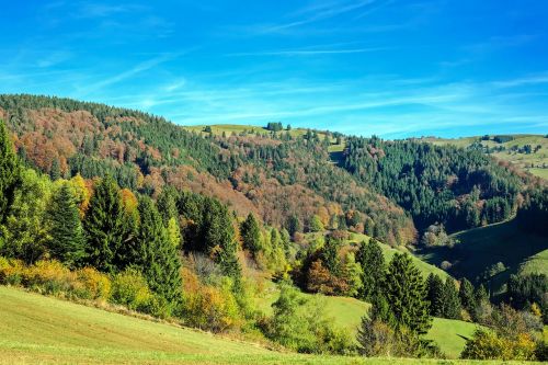 black forest forest firs
