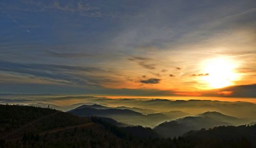 black forest fog forest