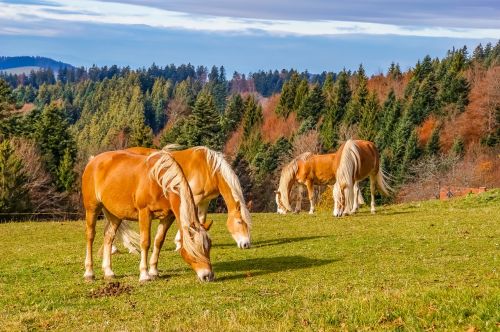 black forest horses meadow