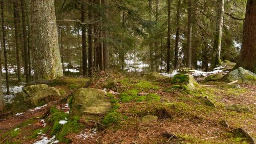 black forest nature ravenna gorge