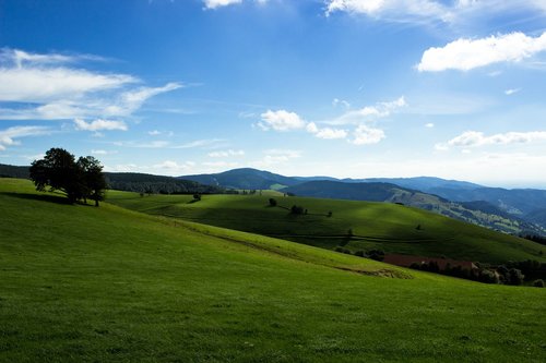 black forest  forest  landscape