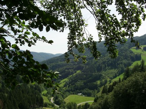 black forest mountains forest