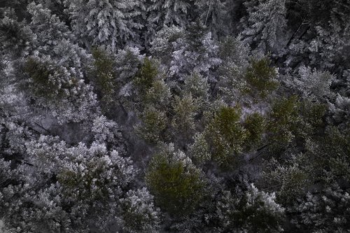 black forest  firs  trees