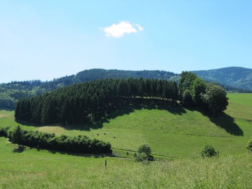 black forest firs view