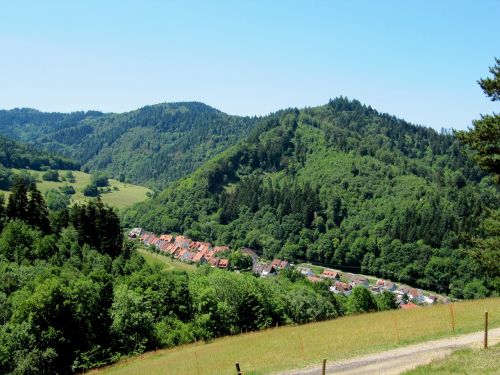 black forest firs valley