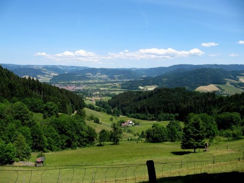 black forest firs valley