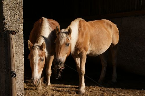 black forest horses stall