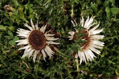 silver thistle autumn black forest