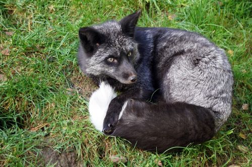black fox fuchs lying