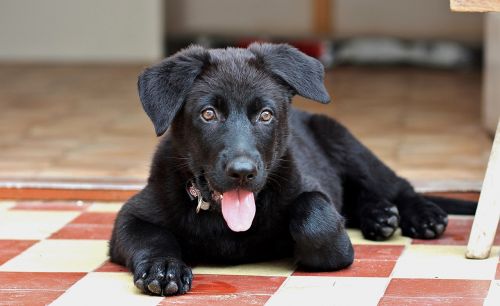 black german shepherd puppy dog
