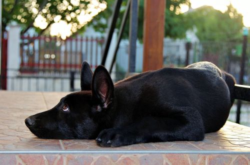 black german shepherd puppy lie