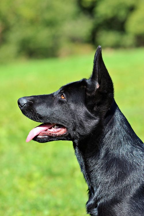 black german shepherd puppy dog