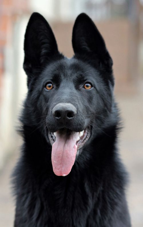 black german shepherd dog portrait