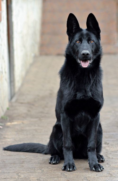 black german shepherd dog portrait