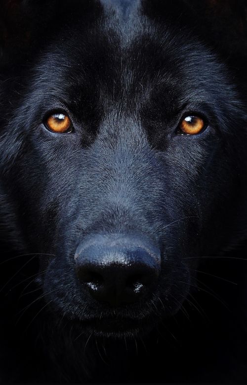 black german shepherd eyes dog