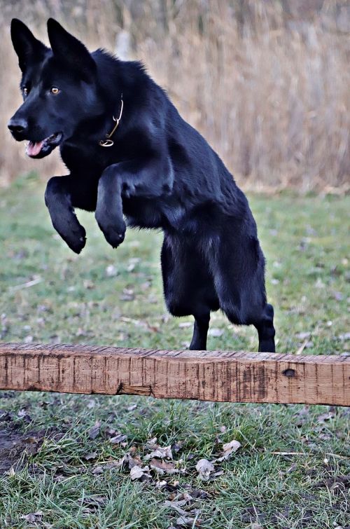 black german shepherd beauty jump