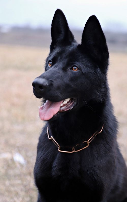 black german shepherd dog portrait