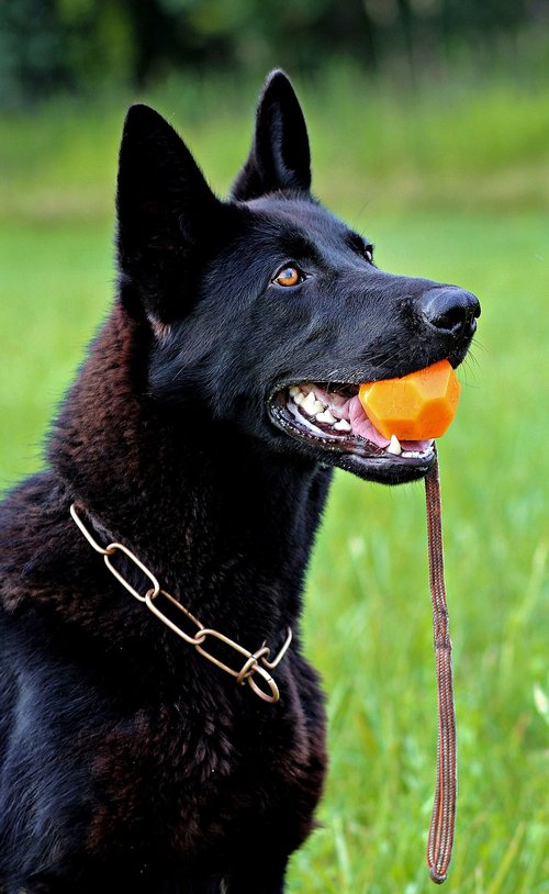black german shepherd  dog  portrait