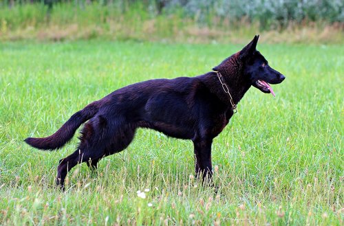 black german shepherd  dog  consists of