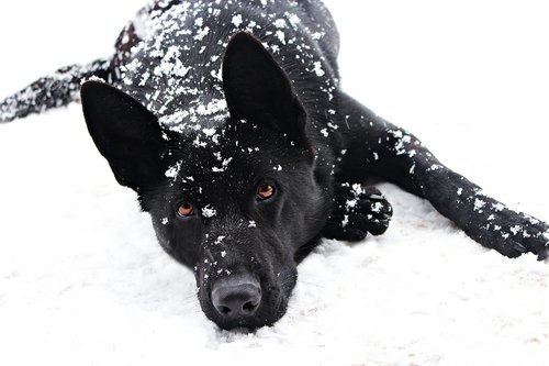 black german shepherd  dog  snowfall