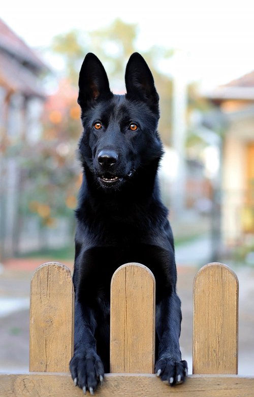 black german shepherd  dog  black