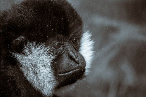 Black Gibbon