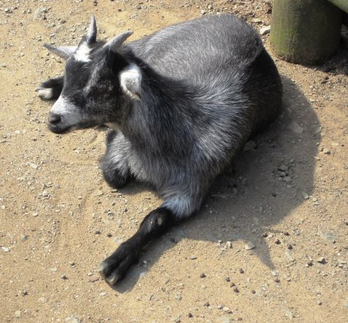 Black Goat Lying Down