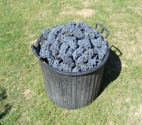 black grapes vines merlot